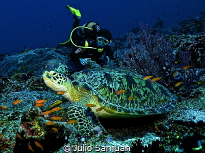 A turtle and Marc in Maldives. by Julio Sanjuan 